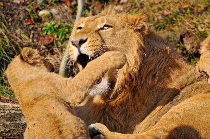 Tambako the Jaguar via flickr commons: https://flic.kr/p/9ie2Jr