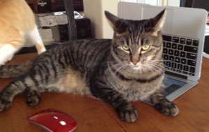 Nallo doesn't care when my deadline is. He wants tuna, stat.